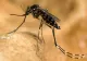 INSP: Un singur caz de infecție cu virusul West Nile, confirmat în județul Mureș în 2026