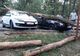 FOTO: Un copac a căzut peste două mașini, în parcarea de la Platoul Cornești