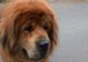 Cel mai frumos Mastiff Tibetan din lume este "târgumureșean"