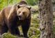 Problema urșilor din Mureș ajunge în Parlamentul European